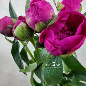 Paeonia Kouga