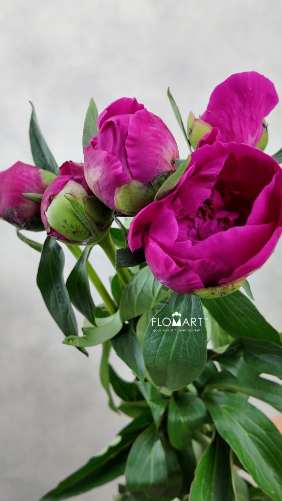 Paeonia Kouga