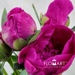 Paeonia Kouga - Image 2