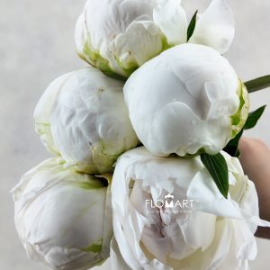 Paeonia Madam Claudetaine
