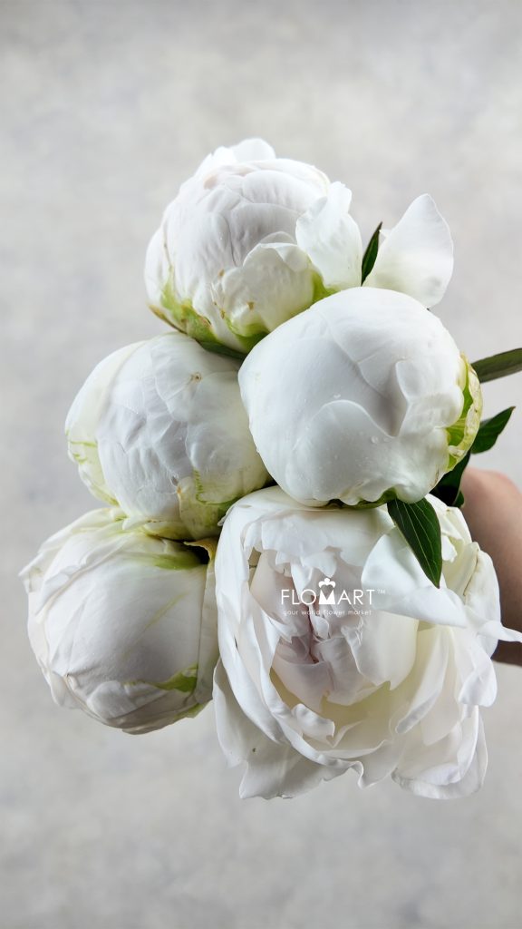 Paeonia Madam Claudetaine
