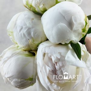 Paeonia Madam Claudetaine - Image 2