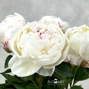 Paeonia Mary E Nicholls