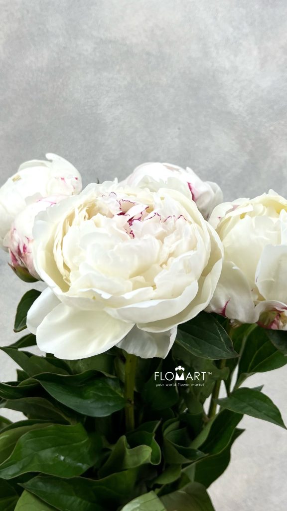 Paeonia Mary E Nicholls