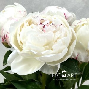 Paeonia Mary E Nicholls - Image 2