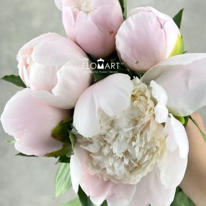 Paeonia Miraika