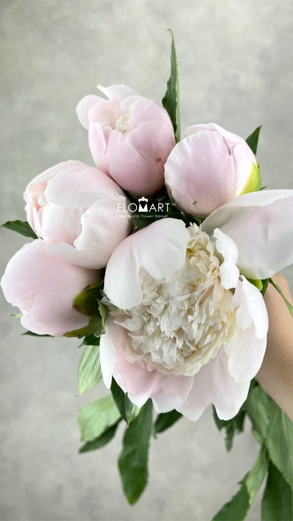 Paeonia Miraika