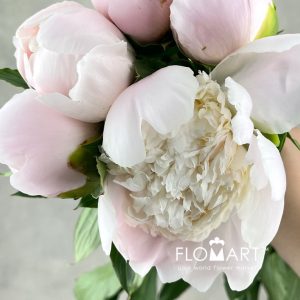 Paeonia Miraika - Image 2