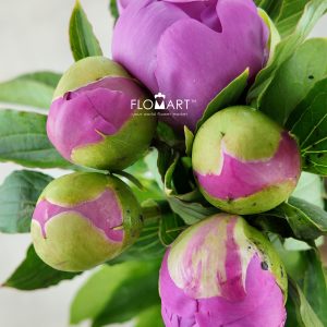 Paeonia Mons Jules Elie