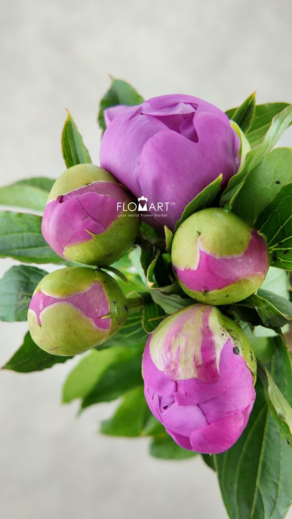 Paeonia Mons Jules Elie