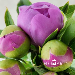 Paeonia Mons Jules Elie - Image 2