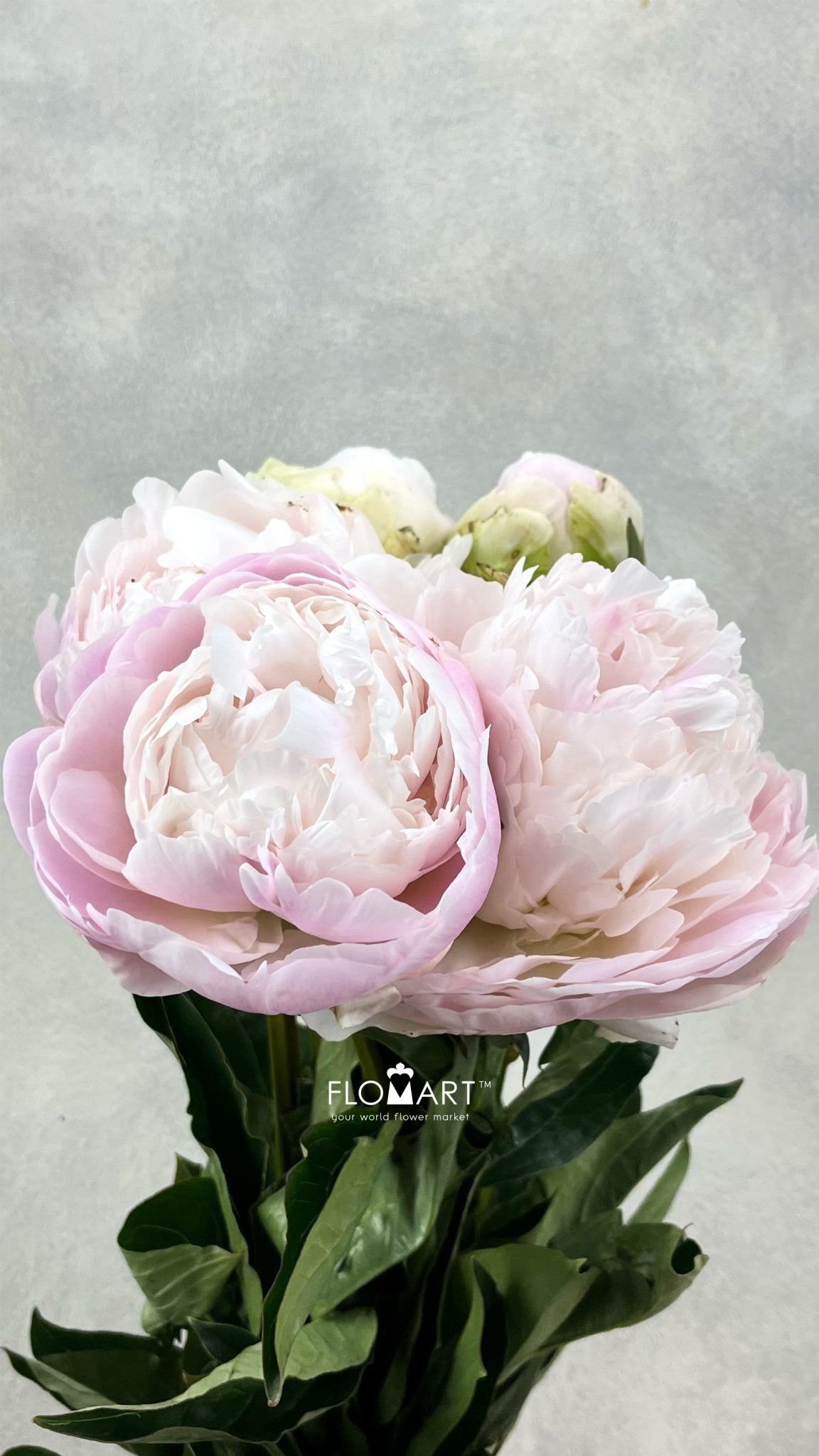 Paeonia Moon Over Barrington - FLOMART