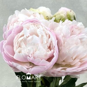 Paeonia Moon Over Barrington - Image 2