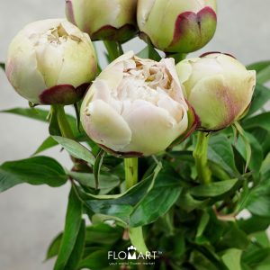 Paeonia Mothers Choice