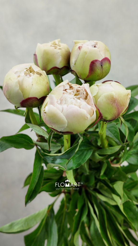Paeonia Mothers Choice