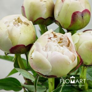 Paeonia Mothers Choice - Image 2