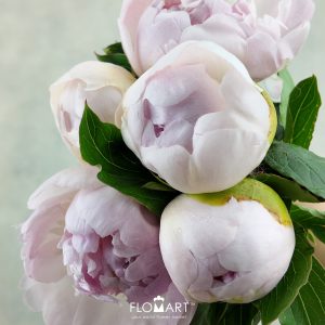 Paeonia Mr Ed Blush