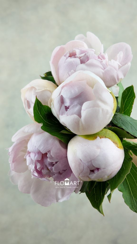 Paeonia Mr Ed Blush