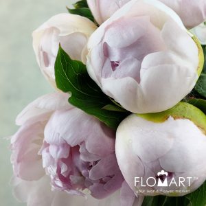 Paeonia Mr Ed Blush - Image 2