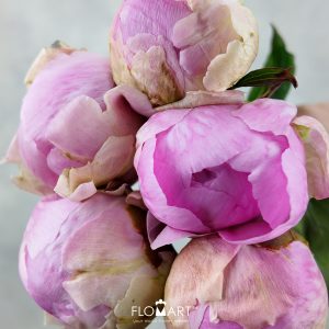 Paeonia My Pal Rudy