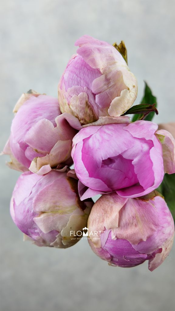 Paeonia My Pal Rudy