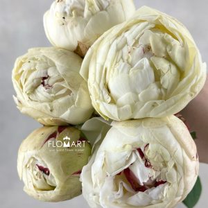 Paeonia Odile