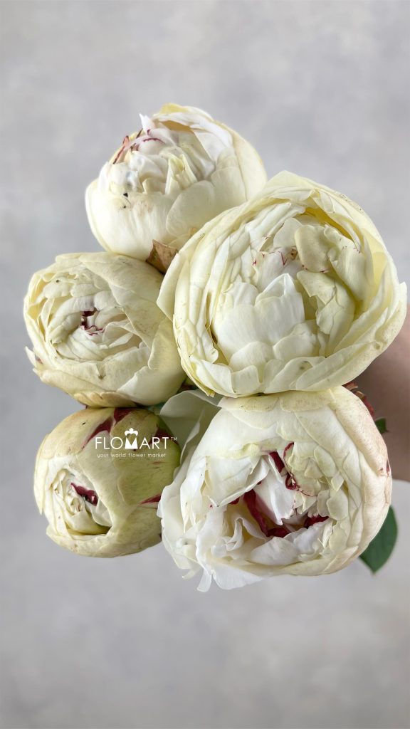 Paeonia Odile