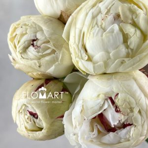 Paeonia Odile - Image 2