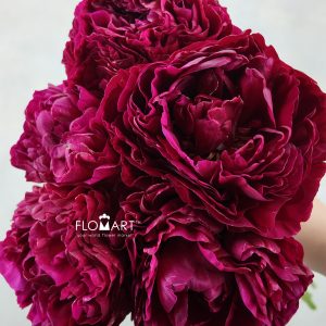 Paeonia Ole Faithfull
