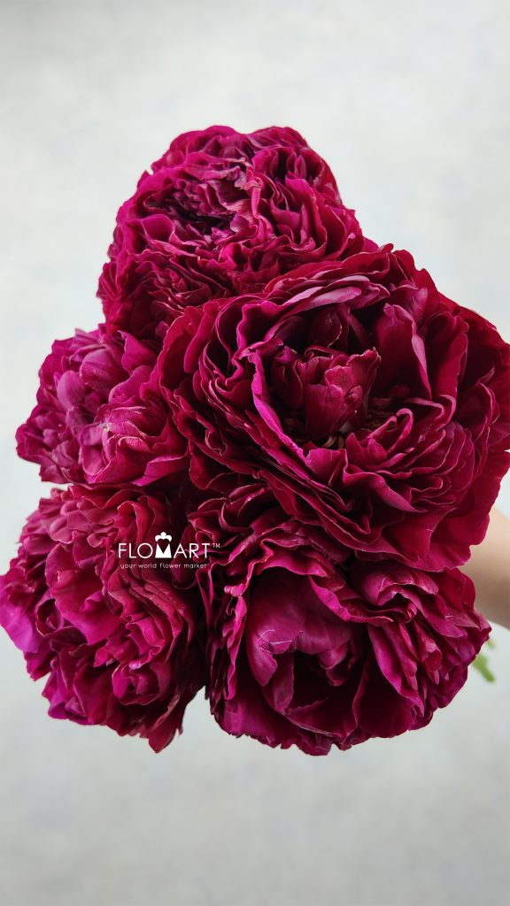 Paeonia Ole Faithfull