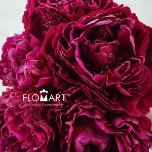 Paeonia Ole Faithfull - Image 2