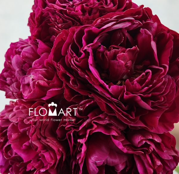 Paeonia Ole Faithfull