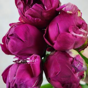 Paeonia Paul M Wyld