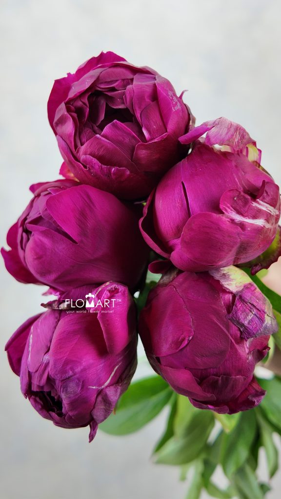 Paeonia Paul M Wyld
