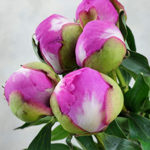 Paeonia Pink Doctor