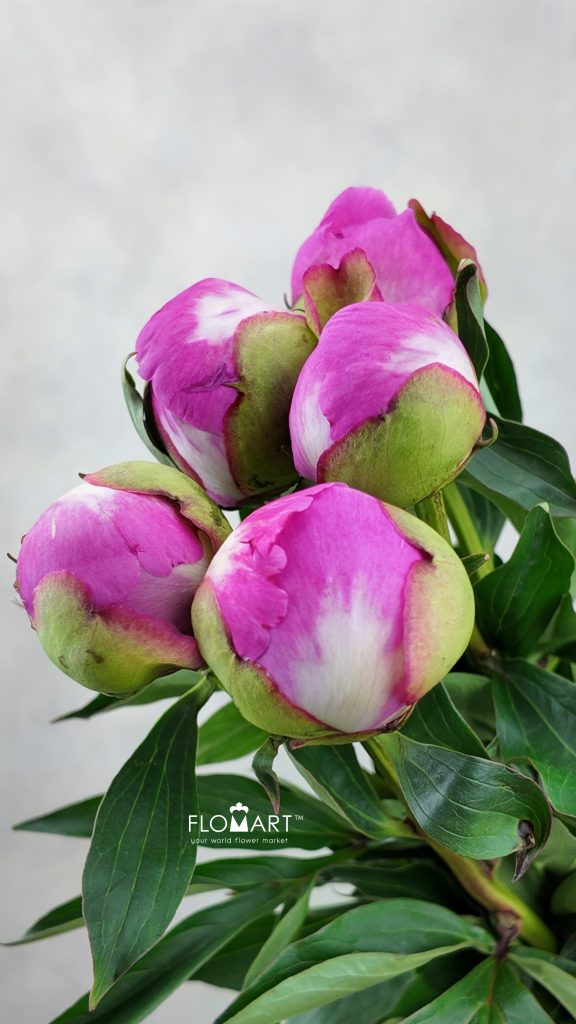 Paeonia Pink Doctor
