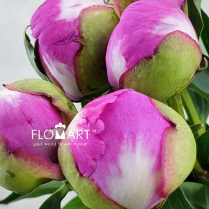 Paeonia Pink Doctor - Image 2