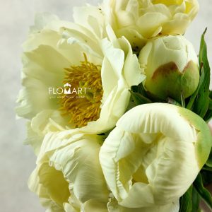 Paeonia Prairie Moon