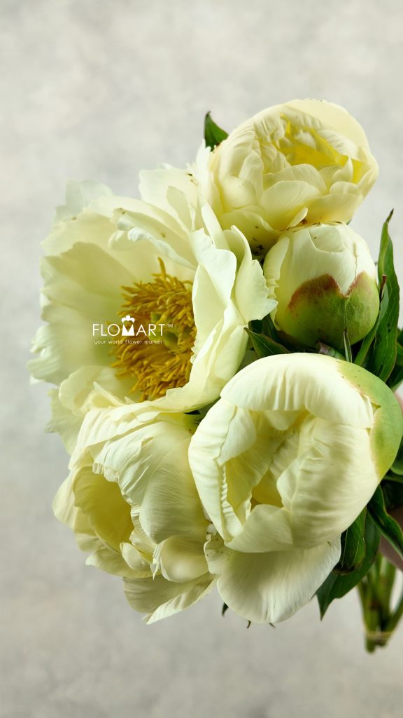 Paeonia Prairie Moon