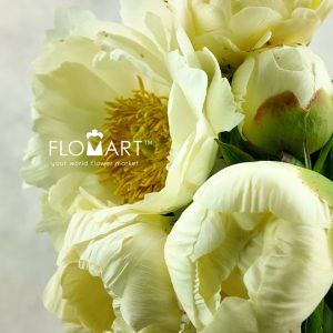 Paeonia Prairie Moon - Image 2