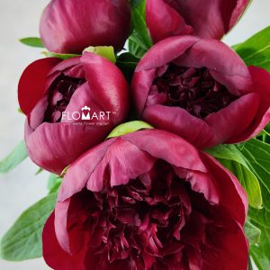 Paeonia Red Charm
