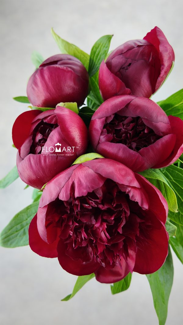 Paeonia Red Charm Paeonia Red Charm