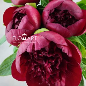 Paeonia Red Charm - Image 2