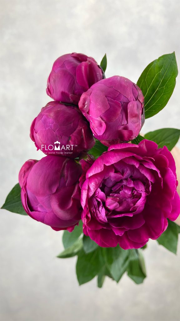 Paeonia Red Sarah Bernhardt
