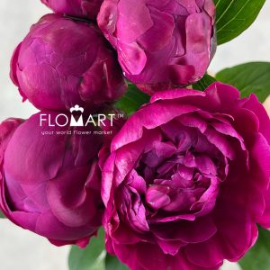 Paeonia Red Sarah Bernhardt - Image 2