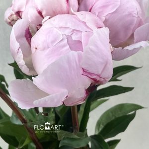 Paeonia Reine Hortense