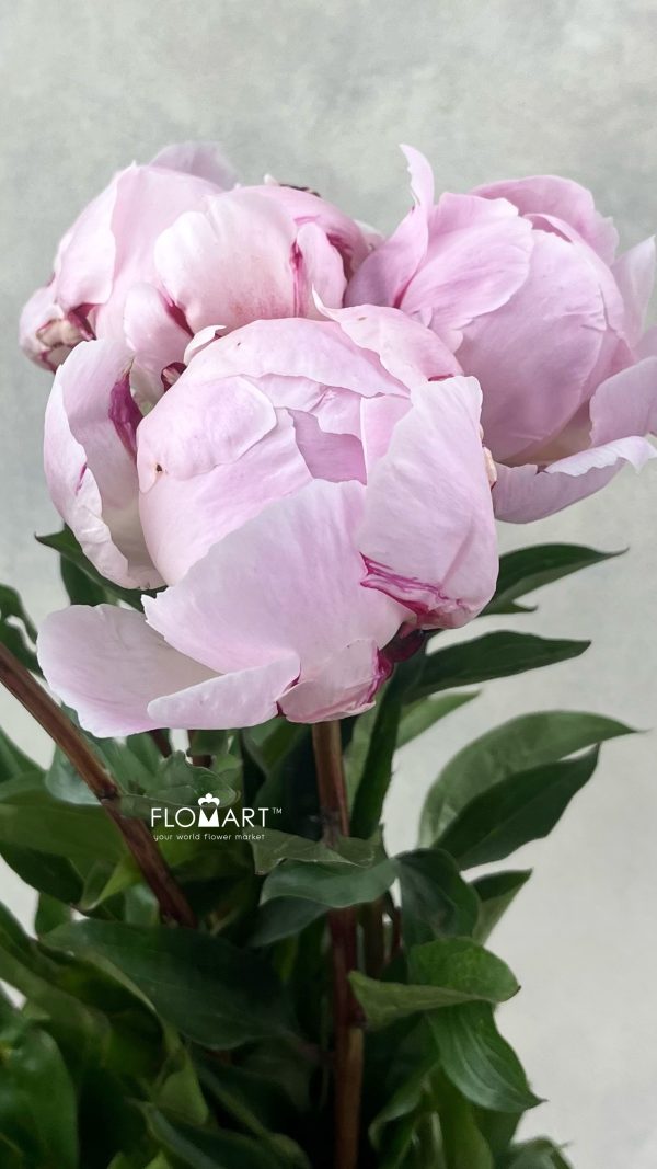 Paeonia Reine Hortense