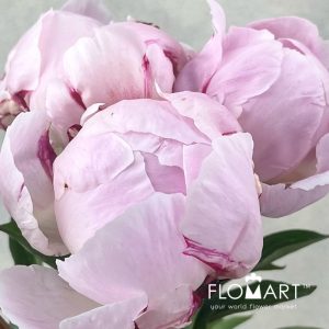 Paeonia Reine Hortense - Image 2
