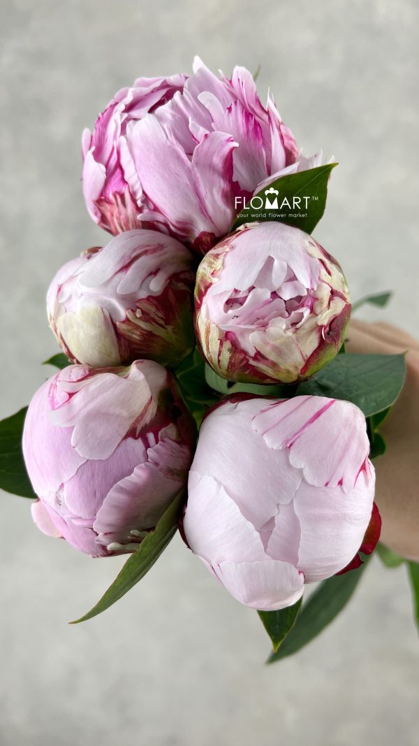 Paeonia Sarah Bernhardt