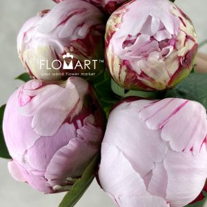 Paeonia Sarah Bernhardt - Image 2